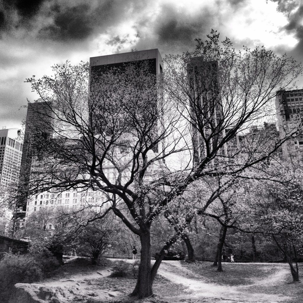Central Park Tree