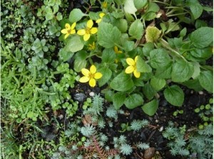 Green roof 