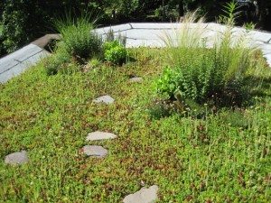 Green Roof 
