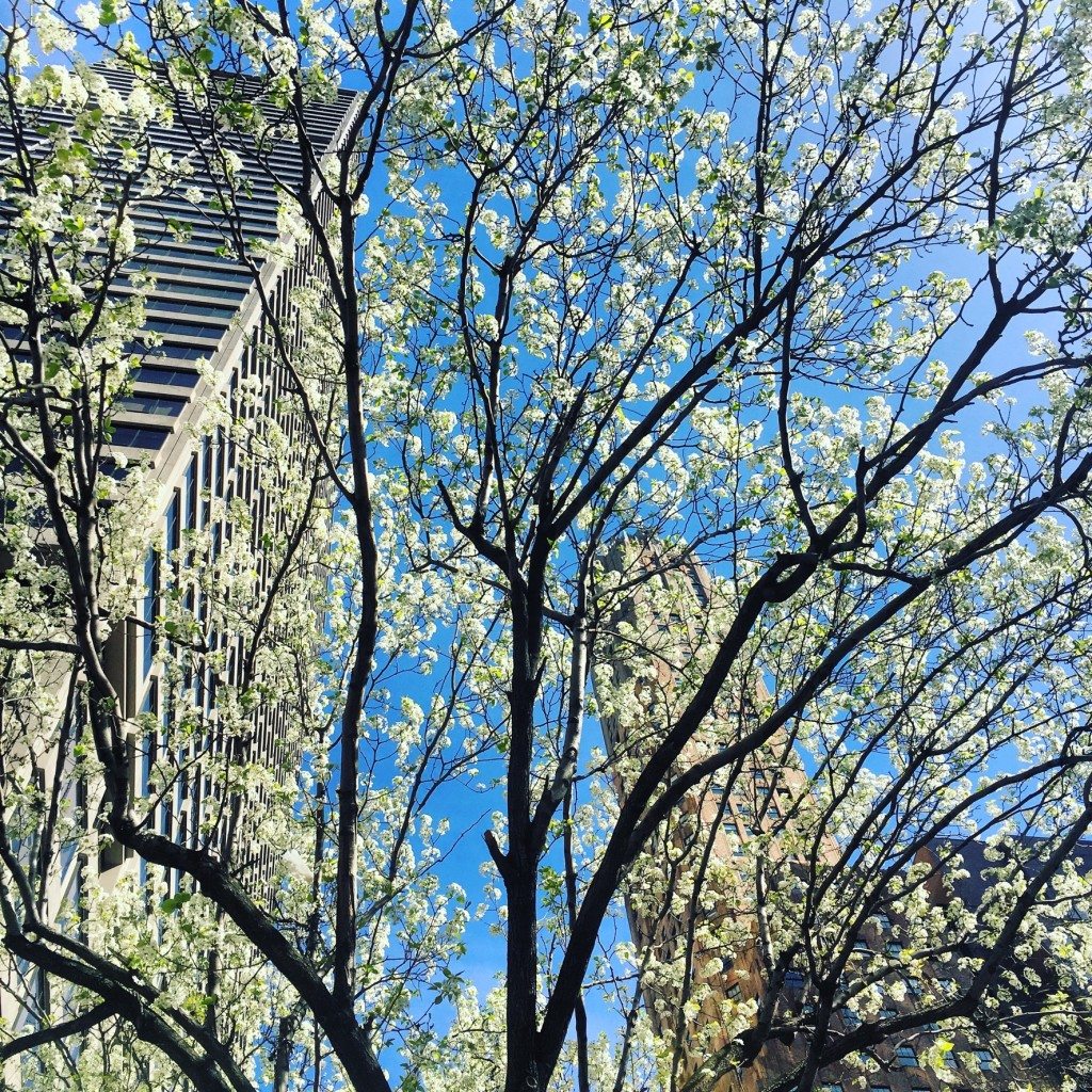 Park Ave. Flora
