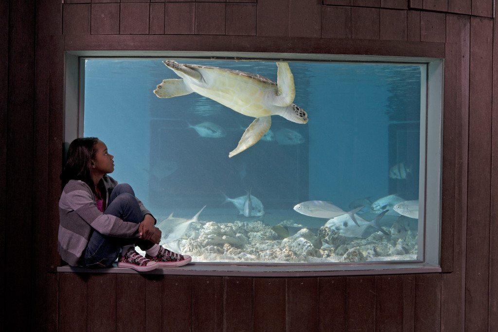 Credit to: The Maritime Aquarium