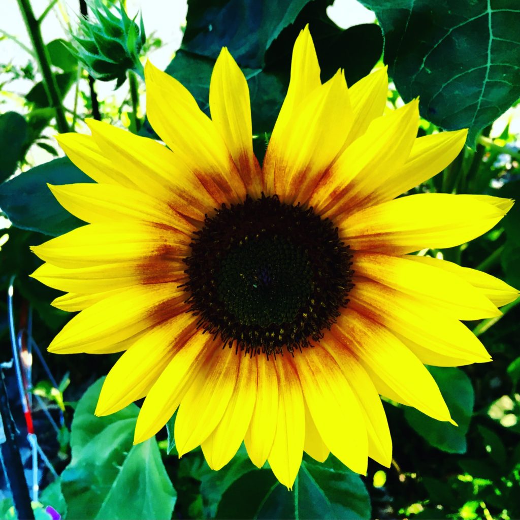 City Flowe