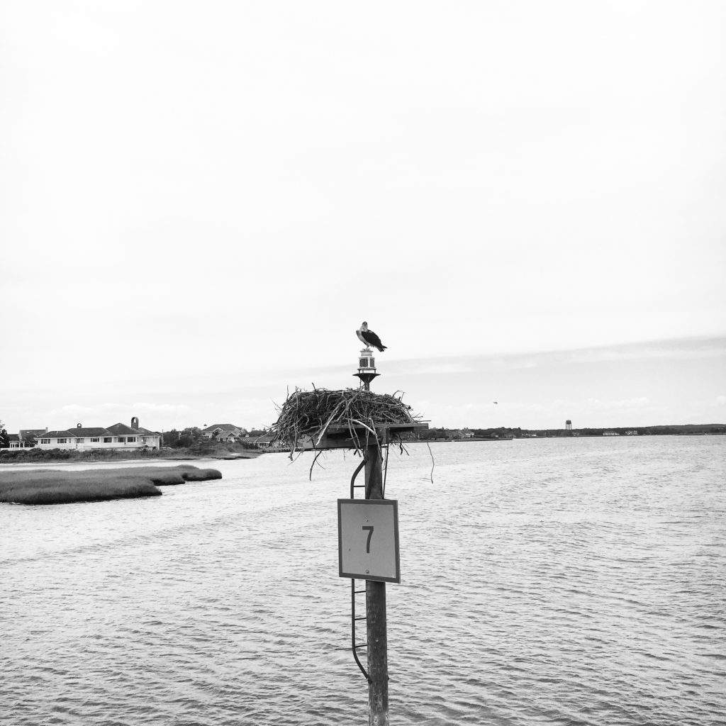 Ospery Nest