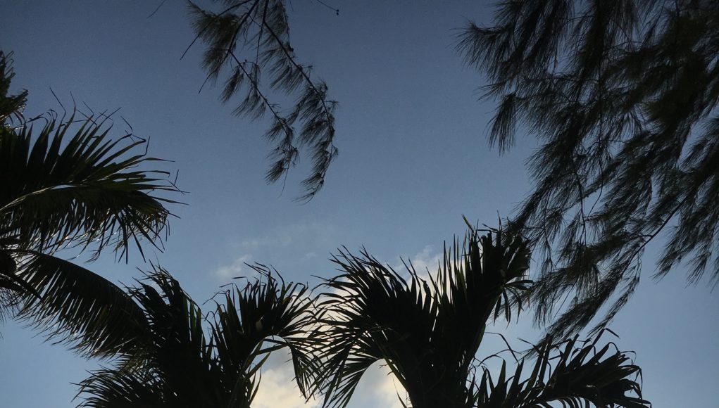 Palm Trees