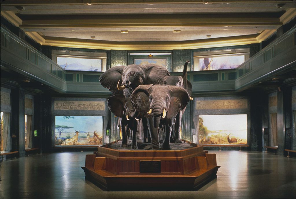 Credit: AMNH/D. Finnin 
